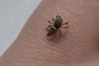 Heliophanus tribulosus