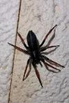 Trachyzelotes pedestris