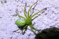 Micrommata ligurina