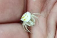 Thomisus onustus