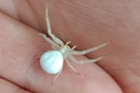 Misumena vatia