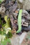 Xysticus