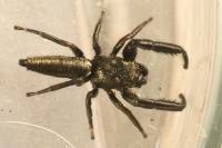 Mendoza canestrinii