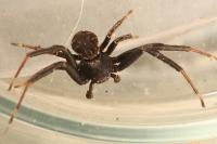 Xysticus acerbus