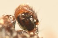 Xysticus acerbus