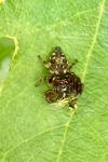 Macaroeris nidicolens