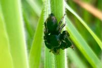 Evarcha arcuata