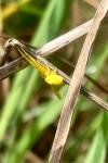 Thomisus onustus