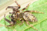 Macaroeris nidicolens