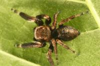 Evarcha arcuata
