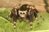 Evarcha arcuata