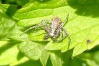 Philodromus