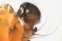 Araniella opisthographa