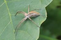 Pisaura mirabilis
