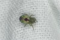 Nigma puella