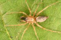 Clubiona pseudoneglecta