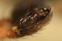 Clubiona pseudoneglecta