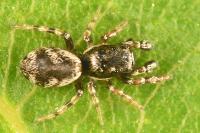 Salticus zebraneus