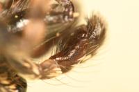 Salticus zebraneus