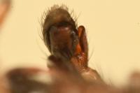 Salticus zebraneus