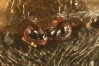 Gibbaranea gibbosa