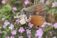 Thomisus onustus