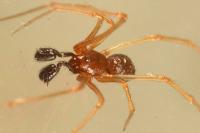 Neottiura bimaculata