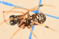 Neottiura suaveolens