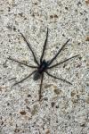 Segestria florentina