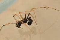 Neottiura suaveolens
