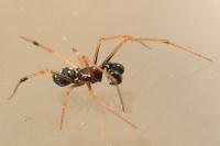 Neottiura suaveolens