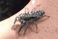 Marpissa muscosa