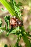 Agalenatea redii