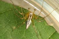 Oxyopes lineatus