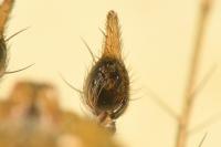 Oxyopes lineatus