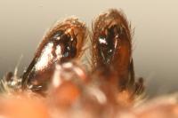 Clubiona reclusa