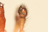 Enoplognatha mordax