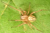 Neoscona adianta