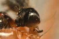 Neoscona adianta