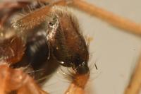 Clubiona pseudoneglecta