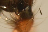 Clubiona pseudoneglecta