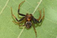 Xysticus lanio