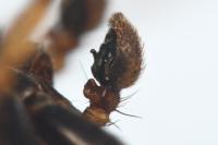 Xysticus lanio