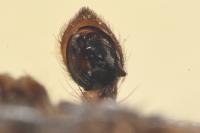Xysticus lanio