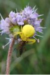 Misumena vatia