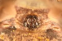 Xysticus acerbus