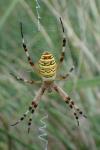 Argiope bruennichi