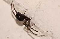 Steatoda grossa
