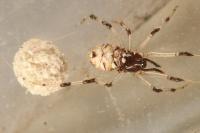 Neottiura suaveolens