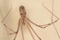 Holocnemus pluchei